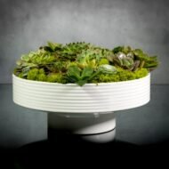 Zen Essence - beverlyhillsflorist