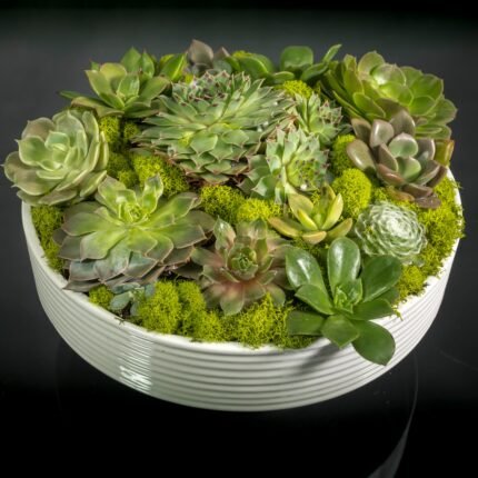 Zen Essence - beverlyhillsflorist