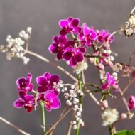 Breeze - beverlyhillsflorist