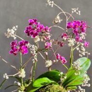 Breeze - beverlyhillsflorist