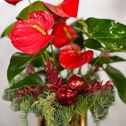 Christmas Anthurium with glossy green leaves and vibrant blooms in a gold pedestal pot, available for same-day delivery by Beverly Hills Florist.
