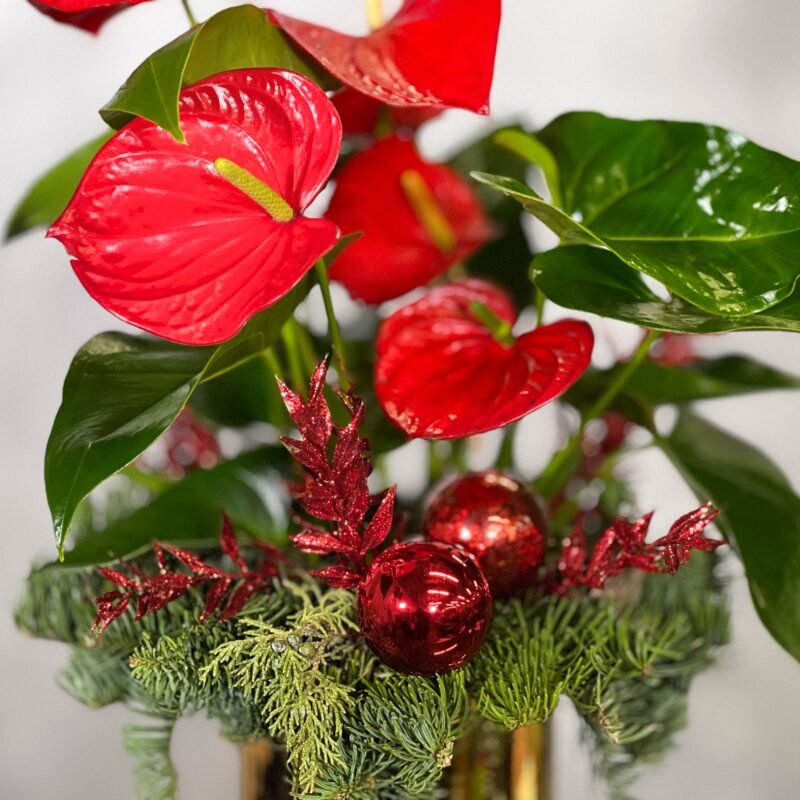 Christmas Anthurium with glossy green leaves and vibrant blooms in a gold pedestal pot, available for same-day delivery by Beverly Hills Florist.