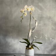 Orchid Nirvana - beverlyhillsflorist